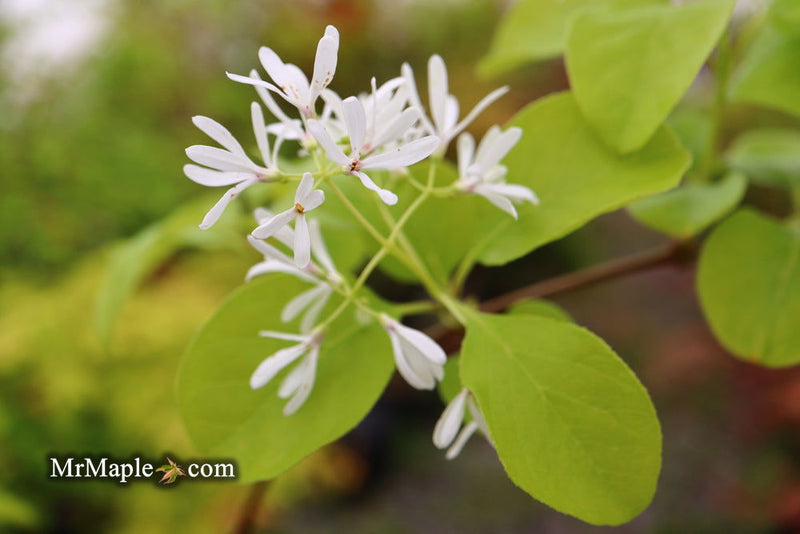 - Chionanthus retusus 'China Doll' Flowering Chinese Fringe Tree - Mr Maple │ Buy Japanese Maple Trees