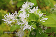 - Chionanthus retusus 'China Doll' Flowering Chinese Fringe Tree - Mr Maple │ Buy Japanese Maple Trees