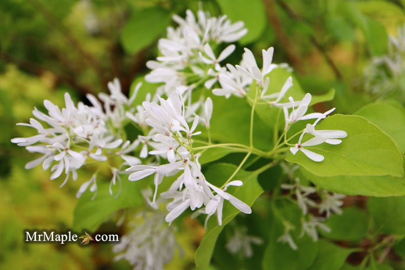 - Chionanthus retusus 'China Doll' Flowering Chinese Fringe Tree - Mr Maple │ Buy Japanese Maple Trees
