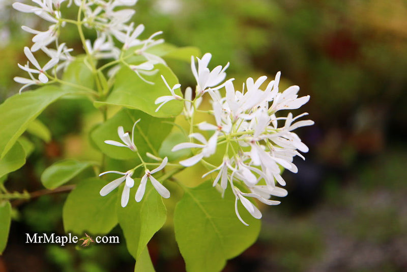 - Chionanthus retusus 'China Doll' Flowering Chinese Fringe Tree - Mr Maple │ Buy Japanese Maple Trees