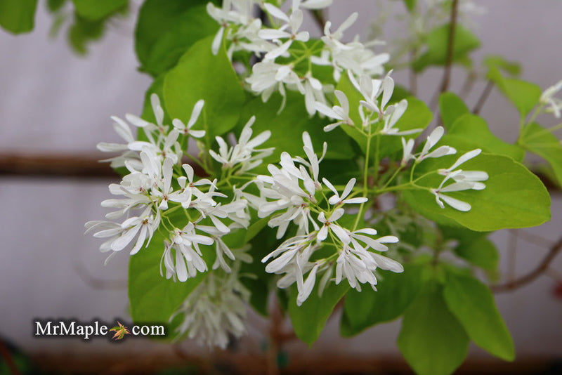 - Chionanthus retusus 'China Doll' Flowering Chinese Fringe Tree - Mr Maple │ Buy Japanese Maple Trees