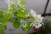 - Chionanthus retusus 'China Doll' Flowering Chinese Fringe Tree - Mr Maple │ Buy Japanese Maple Trees