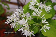 - Chionanthus retusus 'China Doll' Flowering Chinese Fringe Tree - Mr Maple │ Buy Japanese Maple Trees