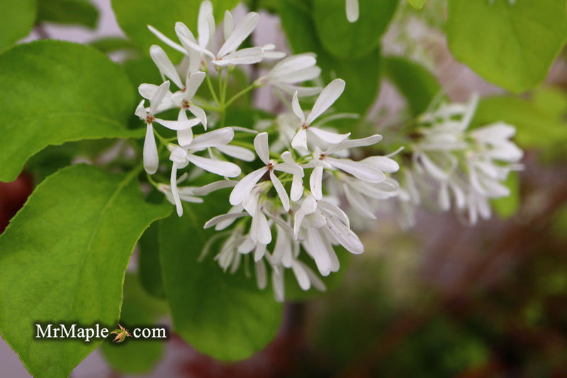 - Chionanthus retusus 'China Doll' Flowering Chinese Fringe Tree - Mr Maple │ Buy Japanese Maple Trees