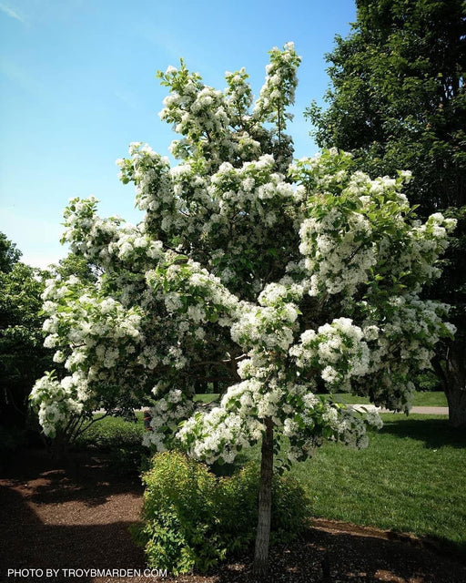 - Chionanthus retusus 'China Snow' Flowering Chinese Fringe Tree - Mr Maple │ Buy Japanese Maple Trees