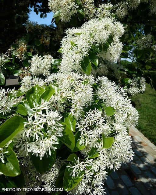 - Chionanthus retusus 'China Snow' Flowering Chinese Fringe Tree - Mr Maple │ Buy Japanese Maple Trees