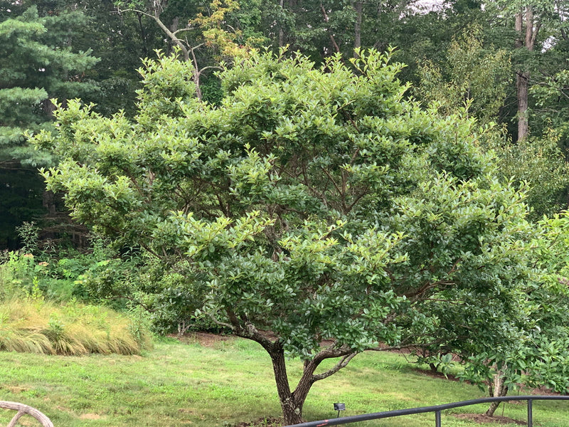 - Chionanthus retusus Flowering Chinese Fringe Tree - Mr Maple │ Buy Japanese Maple Trees