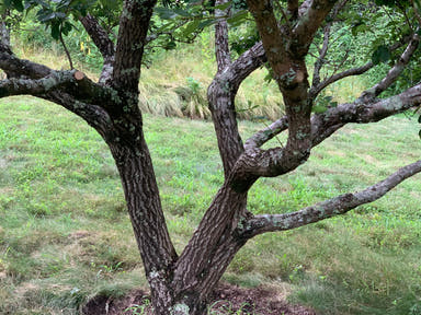 - Chionanthus retusus Flowering Chinese Fringe Tree - Mr Maple │ Buy Japanese Maple Trees