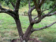 - Chionanthus retusus Flowering Chinese Fringe Tree - Mr Maple │ Buy Japanese Maple Trees