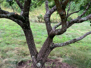 - Chionanthus retusus Flowering Chinese Fringe Tree - Mr Maple │ Buy Japanese Maple Trees