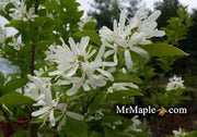 - Chionanthus retusus 'Tokyo Tower' Columnar Chinese Fringe Tree - Mr Maple │ Buy Japanese Maple Trees