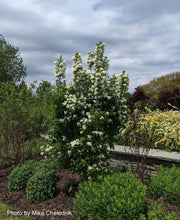 - Chionanthus retusus 'Tokyo Tower' Columnar Chinese Fringe Tree - Mr Maple │ Buy Japanese Maple Trees