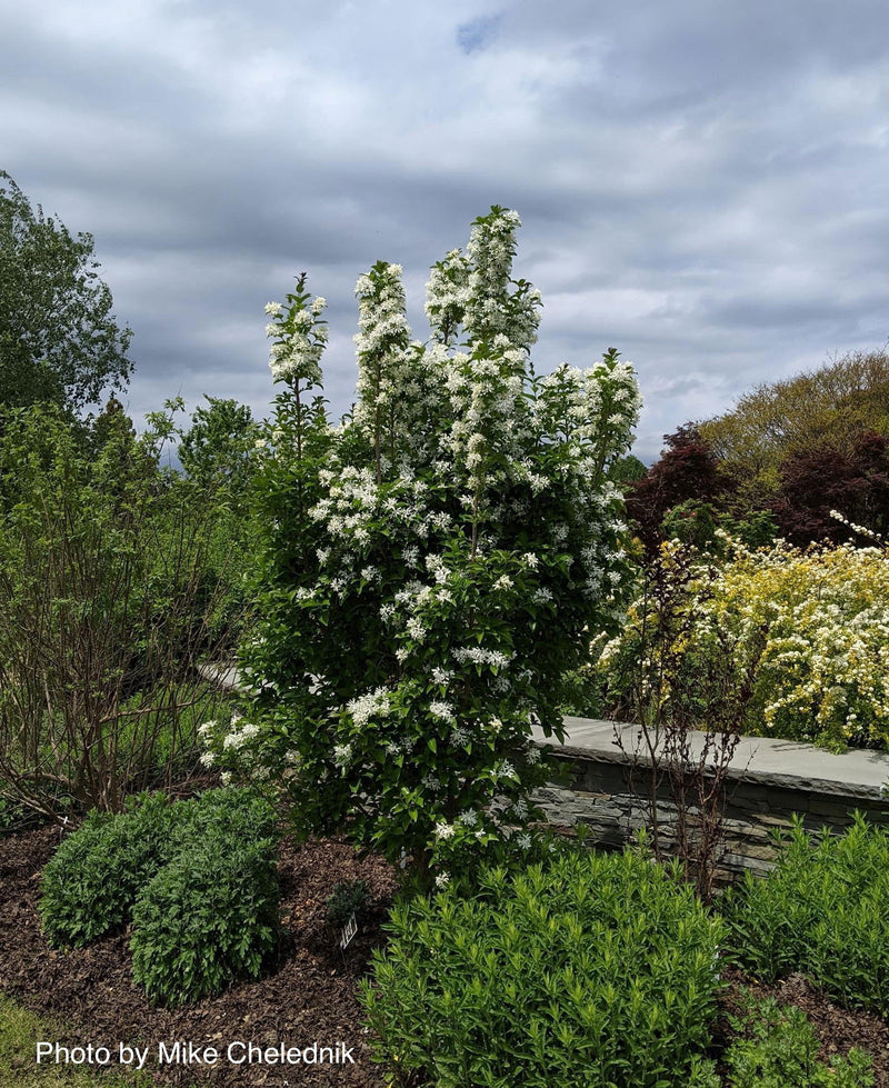 - Chionanthus retusus 'Tokyo Tower' Columnar Chinese Fringe Tree - Mr Maple │ Buy Japanese Maple Trees