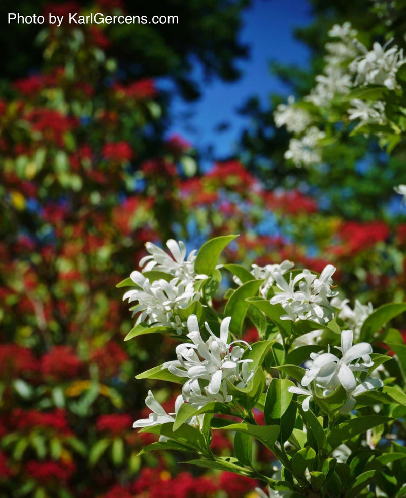 - Chionanthus retusus 'Tokyo Tower' Columnar Chinese Fringe Tree - Mr Maple │ Buy Japanese Maple Trees