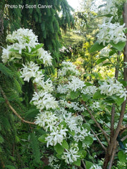 - Chionanthus retusus 'Tokyo Tower' Columnar Chinese Fringe Tree - Mr Maple │ Buy Japanese Maple Trees