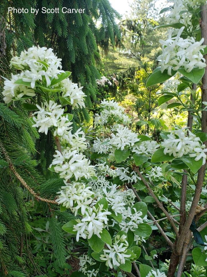 - Chionanthus retusus 'Tokyo Tower' Columnar Chinese Fringe Tree - Mr Maple │ Buy Japanese Maple Trees