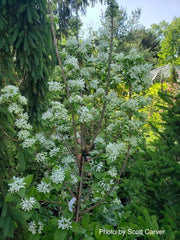 - Chionanthus retusus 'Tokyo Tower' Columnar Chinese Fringe Tree - Mr Maple │ Buy Japanese Maple Trees