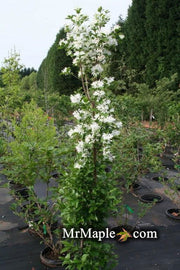 - Chionanthus retusus 'Tokyo Tower' Columnar Chinese Fringe Tree - Mr Maple │ Buy Japanese Maple Trees