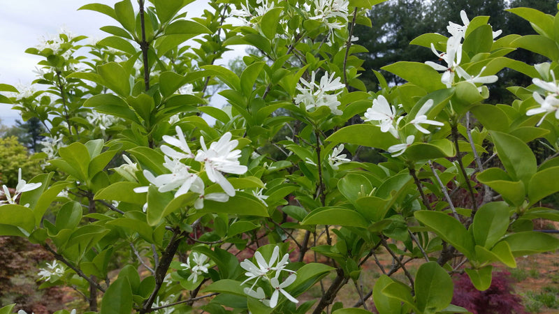 - Chionanthus retusus 'Tokyo Tower' Columnar Chinese Fringe Tree - Mr Maple │ Buy Japanese Maple Trees