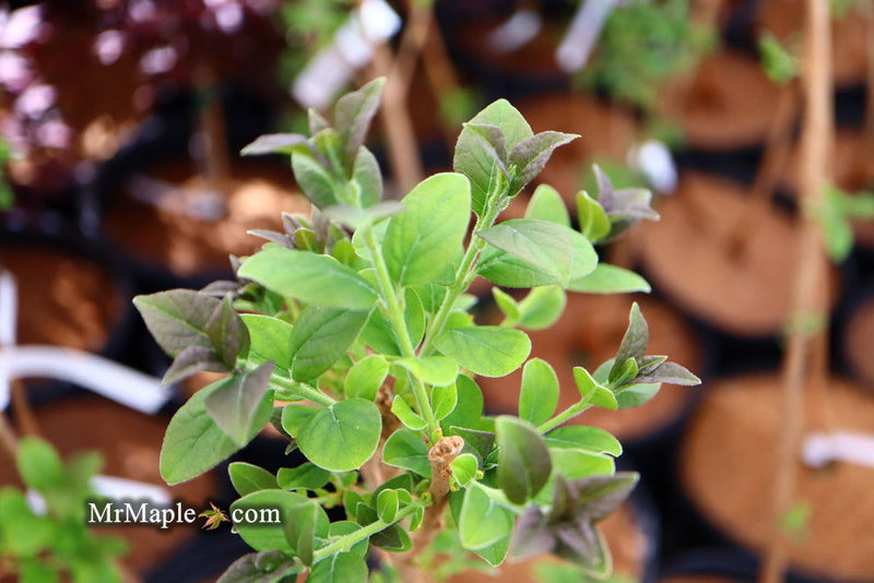 - Chionanthus retusus 'Tokyo Tower' Columnar Chinese Fringe Tree - Mr Maple │ Buy Japanese Maple Trees