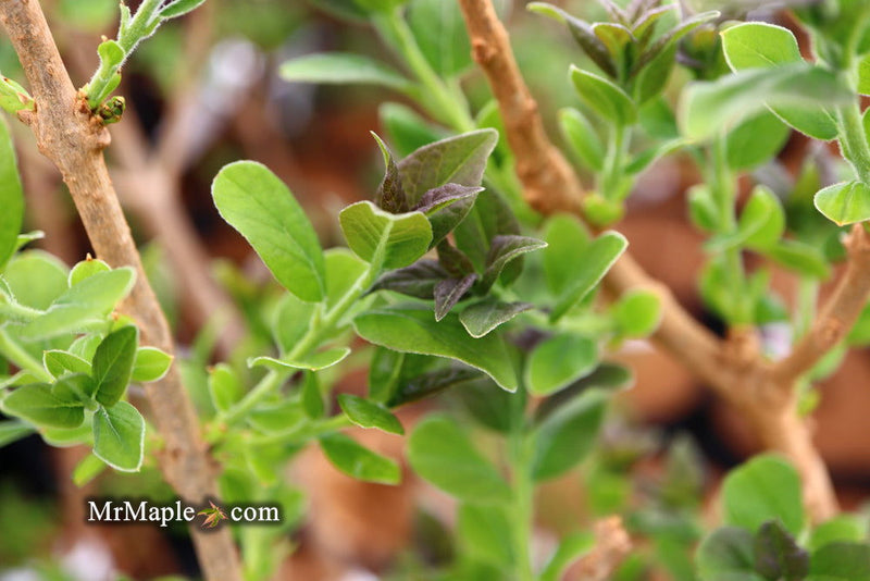 - Chionanthus retusus 'Tokyo Tower' Columnar Chinese Fringe Tree - Mr Maple │ Buy Japanese Maple Trees