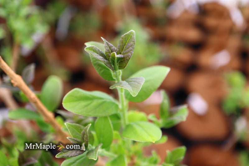 - Chionanthus retusus 'Tokyo Tower' Columnar Chinese Fringe Tree - Mr Maple │ Buy Japanese Maple Trees
