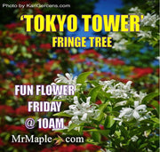 - Chionanthus retusus 'Tokyo Tower' Columnar Chinese Fringe Tree - Mr Maple │ Buy Japanese Maple Trees