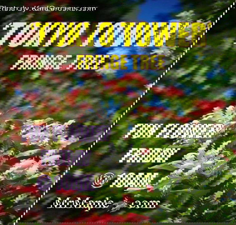 - Chionanthus retusus 'Tokyo Tower' Columnar Chinese Fringe Tree - Mr Maple │ Buy Japanese Maple Trees