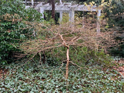 - Chionanthus retusus 'Yadkin Creeper' Weeping Chinese Fringe Tree - Mr Maple │ Buy Japanese Maple Trees