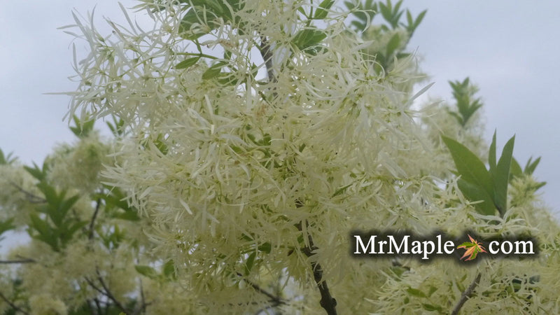 - Chionanthus virginicus 'Emerald Knight' Native Fringe Tree - Mr Maple │ Buy Japanese Maple Trees