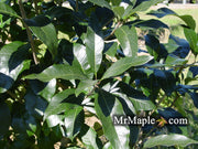 - Chionanthus virginicus 'Emerald Knight' Native Fringe Tree - Mr Maple │ Buy Japanese Maple Trees