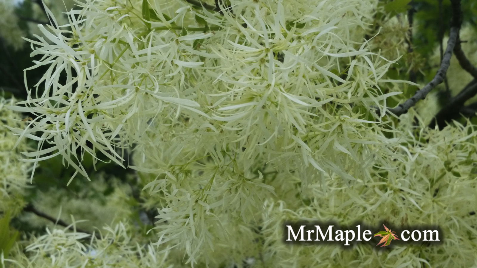 Chionanthus virginicus 'White Knight' Native Fringe Tree