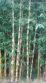 - Chusquea gigantea Cold Hardy Clumping Bamboo - Mr Maple │ Buy Japanese Maple Trees