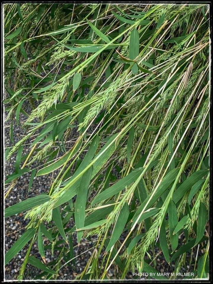- Chusquea gigantea Cold Hardy Clumping Bamboo - Mr Maple │ Buy Japanese Maple Trees