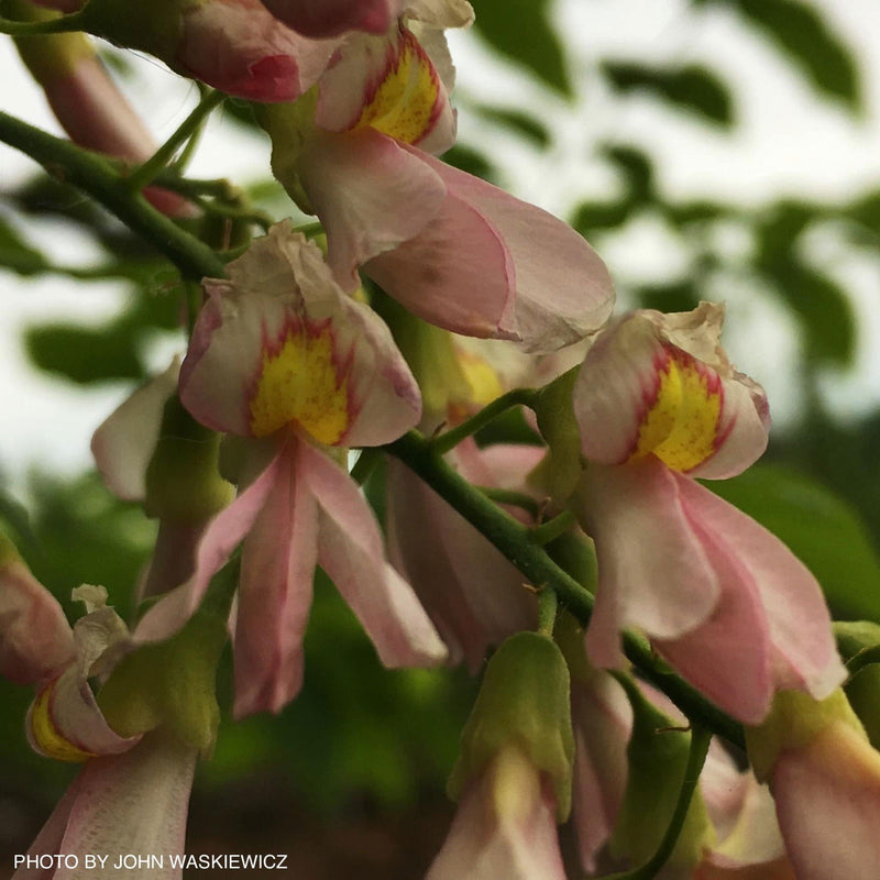 - Cladrastis kentukea 'Perkin’s Pink' Flowering Yellowwood Tree - Mr Maple │ Buy Japanese Maple Trees