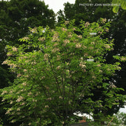 - Cladrastis kentukea 'Perkin’s Pink' Flowering Yellowwood Tree - Mr Maple │ Buy Japanese Maple Trees