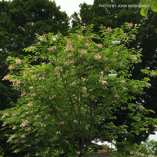- Cladrastis kentukea 'Perkin’s Pink' Flowering Yellowwood Tree - Mr Maple │ Buy Japanese Maple Trees