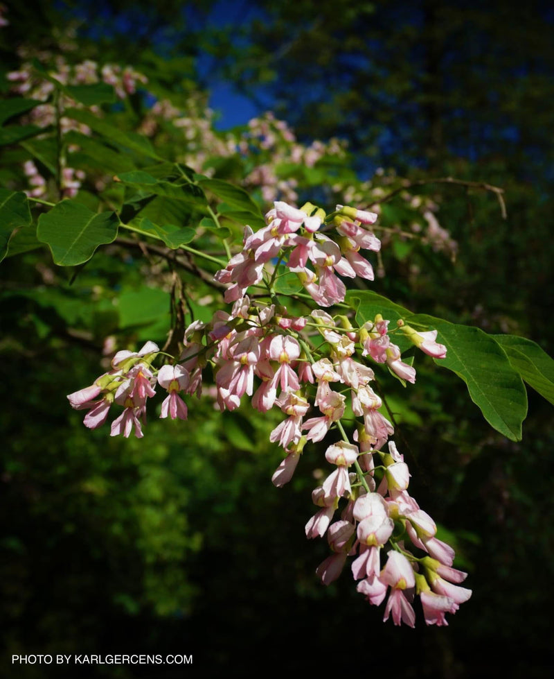 - Cladrastis kentukea 'Perkin’s Pink' Flowering Yellowwood Tree - Mr Maple │ Buy Japanese Maple Trees