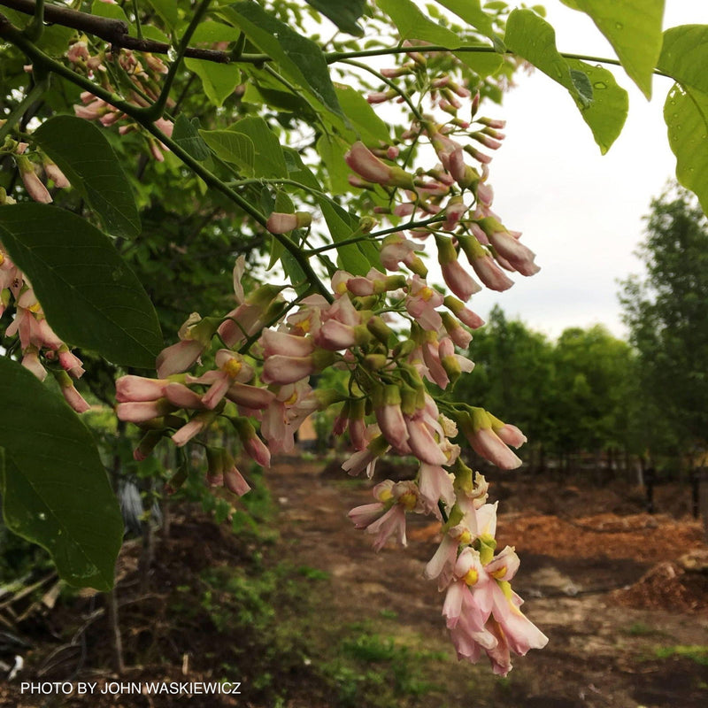 - Cladrastis kentukea 'Perkin’s Pink' Flowering Yellowwood Tree - Mr Maple │ Buy Japanese Maple Trees