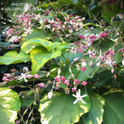 - Clerodendron trichotomum 'Carnival' Glory Tree - Mr Maple │ Buy Japanese Maple Trees