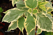 - Clerodendron trichotomum 'Carnival' Glory Tree - Mr Maple │ Buy Japanese Maple Trees