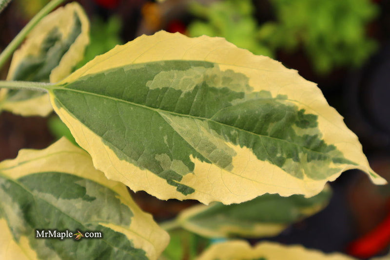 - Clerodendron trichotomum 'Carnival' Glory Tree - Mr Maple │ Buy Japanese Maple Trees