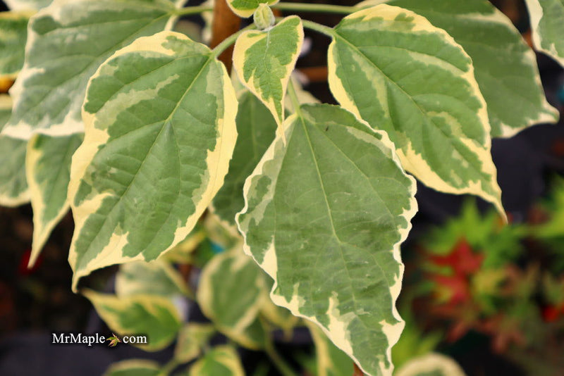 - Clerodendron trichotomum 'Carnival' Glory Tree - Mr Maple │ Buy Japanese Maple Trees