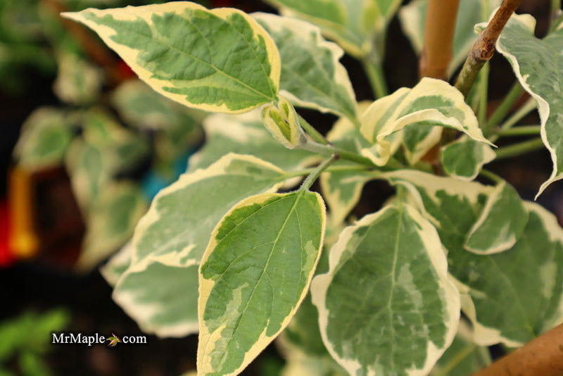 - Clerodendron trichotomum 'Carnival' Glory Tree - Mr Maple │ Buy Japanese Maple Trees