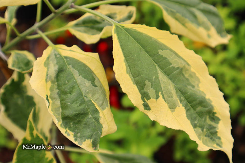 - Clerodendron trichotomum 'Carnival' Glory Tree - Mr Maple │ Buy Japanese Maple Trees