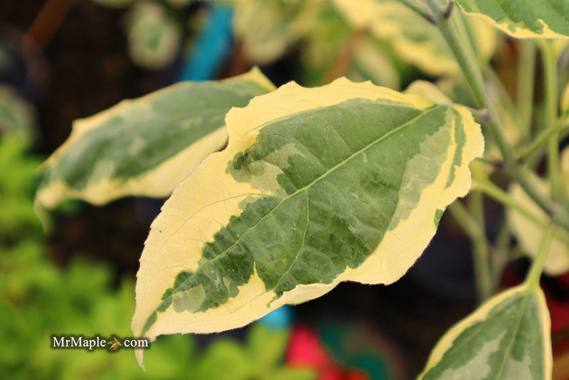 - Clerodendron trichotomum 'Carnival' Glory Tree - Mr Maple │ Buy Japanese Maple Trees