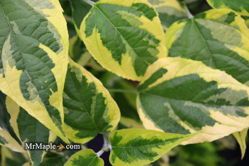 - Clerodendron trichotomum 'Carnival' Glory Tree - Mr Maple │ Buy Japanese Maple Trees