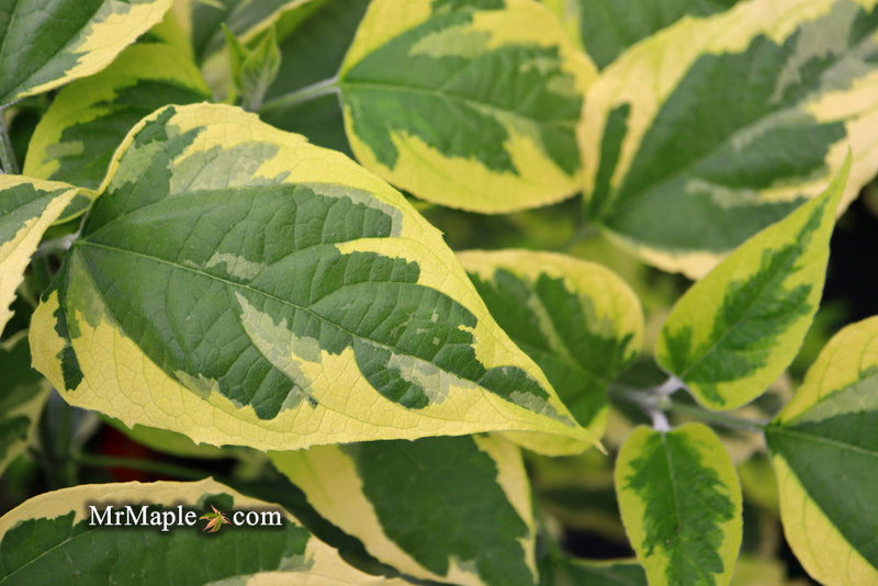 - Clerodendron trichotomum 'Carnival' Glory Tree - Mr Maple │ Buy Japanese Maple Trees