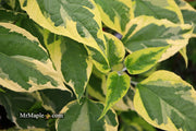 - Clerodendron trichotomum 'Carnival' Glory Tree - Mr Maple │ Buy Japanese Maple Trees