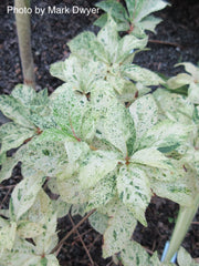 - Clethra barbinervis 'Takeda nishiki' Variegated Japanese Clethra - Mr Maple │ Buy Japanese Maple Trees